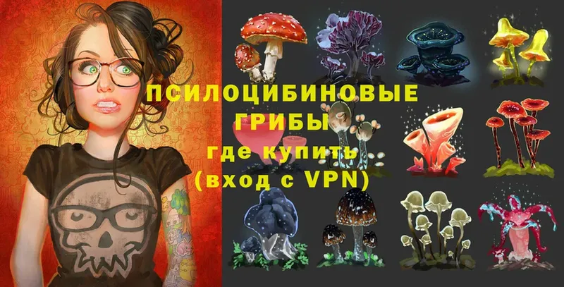 KRAKEN онион  Невинномысск  Галлюциногенные грибы Psilocybe 